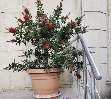 Tinglər: Fırça Kolu bitkisi (Callistemon) geniş yaşıl yarpaqları və parlaq