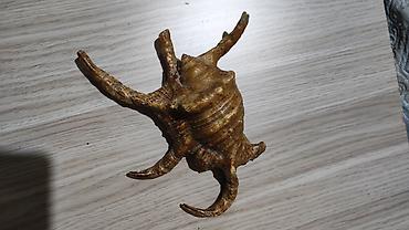Другой декор и предметы интерьера: Dekorativ dəniz ilbizinin qabığı – “spider conch” üslubunda - — 5