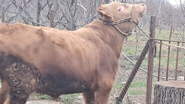 Inəklər, öküzlər: Üç baş ətlik erkək dana satılır təmiz əti 220. 185. 150 . ivanovka — 2