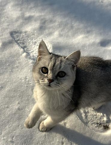 британский кошки: Британская короткошёрстная кошка, окрас шиншилла (серебристый с — 1