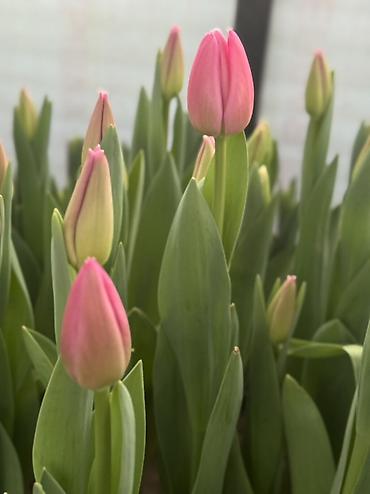 Букеты из живых цветов: Тюльпаны срезанные и на луковице - Сорта и окраски: белые, розовые — 9