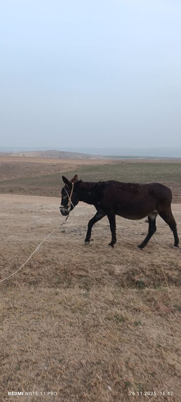 Eşşəklər: Məhsul: Qoyun Eşşəyi dişi boğaz 077-409-41-42 Bəhman qiymət 100₼ — 4