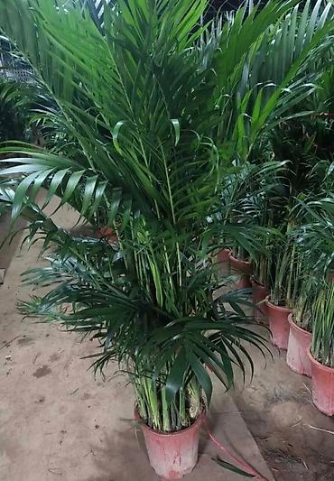 Другие комнатные растения: Комнатное растение с длинными, узкими листьями насыщенного зеленого — 9