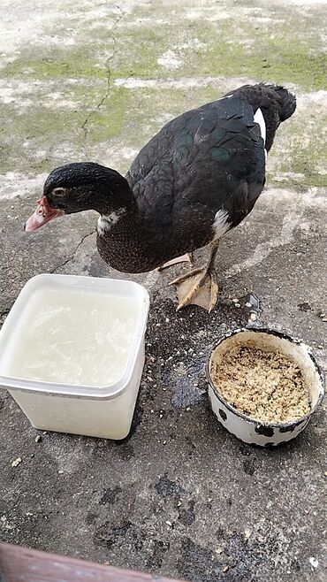 Ördəklər: Erkək, | Lal ördək, Damazlıq, Ünvandan götürmə — 2