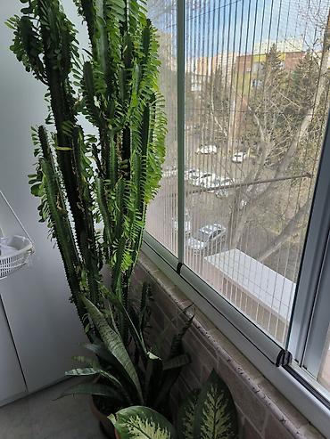 pelarqoniya bitkisi: Evdaxili iri dekorativ sukulent – Euphorbia trigona (Afrika südqüdəsi) — 1