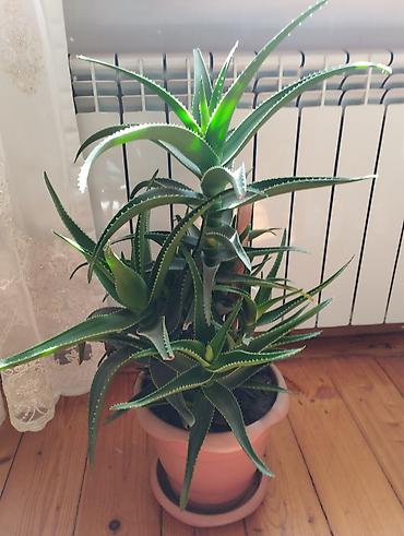 Otaq bitkiləri: Aloe vera (sukulent) – dekorativ otaq bitkisi - Növ: Aloe (aloe vera — 1