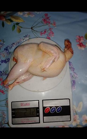 А/ч жаныбарлары үчүн тоюттар: ПРОДАЮ ИНКУБАЦИОННОЕ ЯЙЦО перепелов 🐣 Техас преимущественно и Феникс — 3