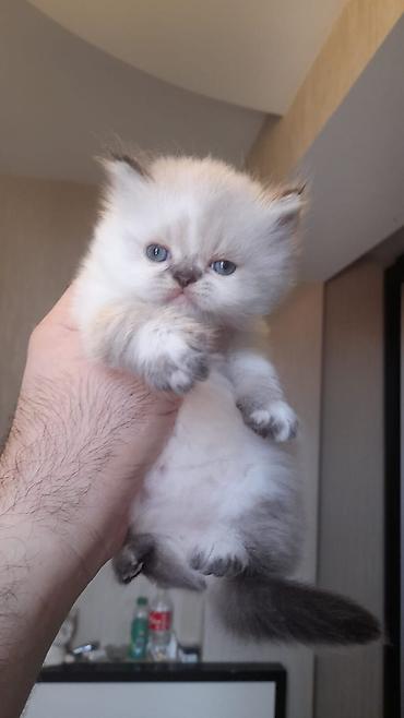 Pişiklər: Fars — 6