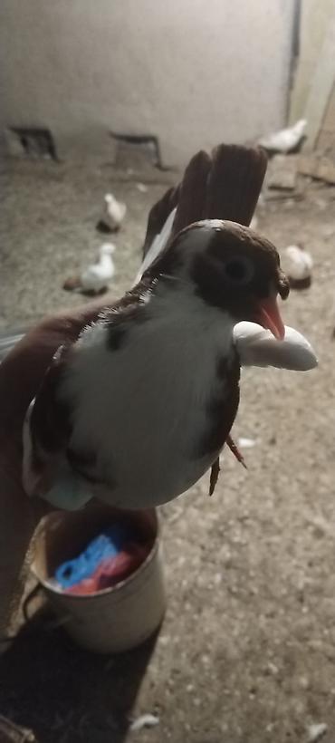 Qirmizi quyrug qirmizj bel dimdik kekil erkey baladi qiymet 10 manat