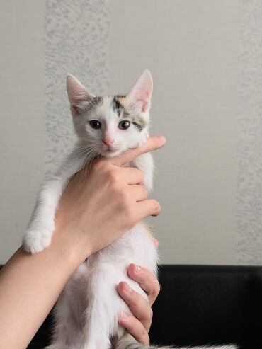 tri kota: Erkək, Dişi, Yaxşı əllərə, Pulsuz çatdırılma, Ünvandan götürmə