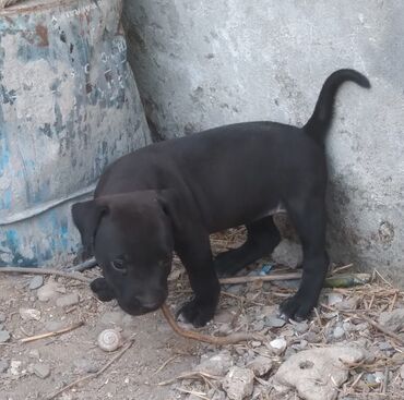 şirin itler: Pitbul, 1 ay, Dişi, Peyvəndli, Ünvandan götürmə