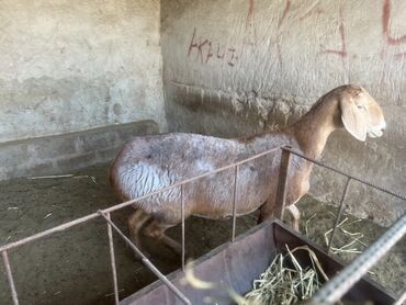 коровы дойные: Продаю | Овца (самка) | Арашан | Для разведения