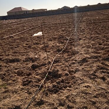 Başqa xidmətlər: Bağ və villalarda qazon üçün sprinkerlər vasitəsilə ağac və kollar — 9