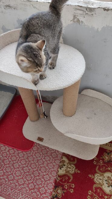 Yuvalar: Bir pisiye aid olan butun esyalar satilir yemek qabi qum qabi boyuk — 4