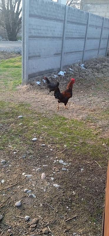 Куры, петухи: Продаю | Петух | Домашняя | На забой — 7