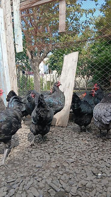 sirin pisik səkilləri: Toyuq, Australorp, Damazlıq — 5