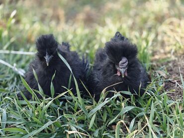 Куры, петухи: Продаю | Куры | Для разведения — 2