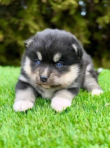 labrador stene: Pomsky- pomski, patuljasti i mini Pomsky mužjaci i ženke, u pitanju