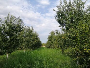 Torpaq sahələrinin satışı: 12 sot, Tikinti, Mülkiyyətçi, Kupça (Çıxarış) -da lalafo.az — 4 Torpaq sahələrinin satışı: 12 sot, Tikinti, Mülkiyyətçi, Kupça (Çıxarış) — 4