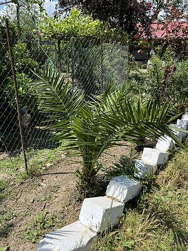 paulownia agaci: Dekorativ xurma ağacı fidanları - Növ: dekorativ xurma (landşaft — 5