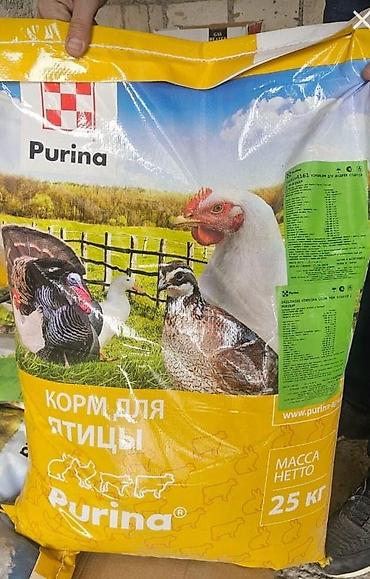 cins buzovların satışı: Toyuq, Broyler, Ətlik, Pulsuz çatdırılma — 3