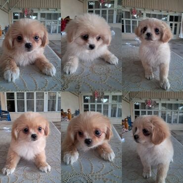 doberman iti: Pekines, 4 ay, Dişi