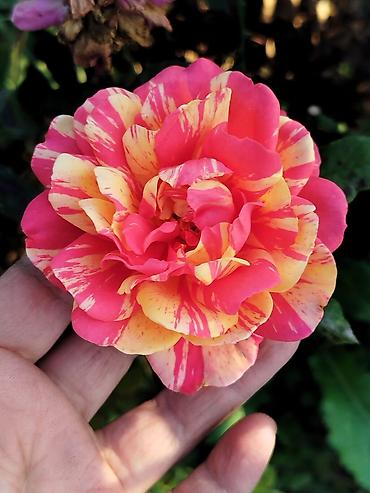 Садовые цветы и кустарники: Саженцы цветка: Розы — 14