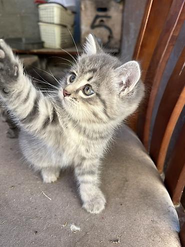 наполнител: Срочно ищем хозяев для этих малышей!! Котята бездомные на данный — 3