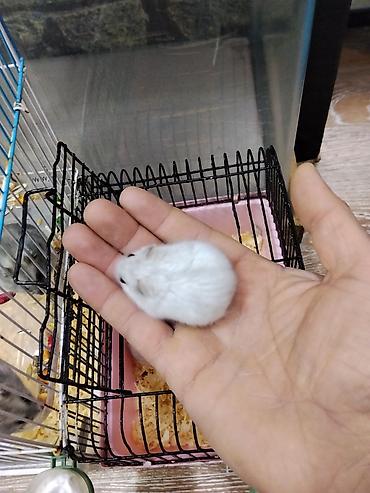 Gəmiricilər: Xamyak cunqarik bir cut ag vəya boz: Bir qəfəs bir kq yem iki aylıq — 3