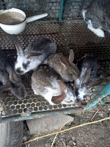 маленькие кролики: Продаю крольчат чуть больше месяца . Новопокровка. цена 300 сом.есть