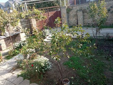 Otaqların uzunmüddətli kirayəsi: Satilir geniş və işıqlı otaq 2 otaq 1 zal metbex hamam ayaq yolu — 8