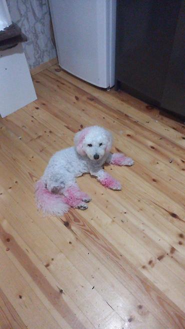 Pudel, 2 ay, Dişi, Peyvəndli, Ödənişli çatdırılma