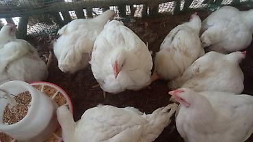 Куры, петухи: Продаю | Куры | Бройлерная | На забой — 3