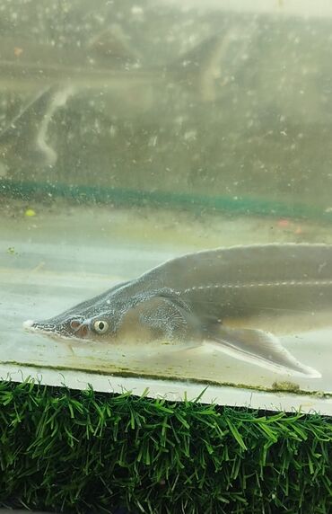 Аквариумы: Мы находимся а Беловодске! Аквариумные рыбки! черепахи тритоны !!!! — 15