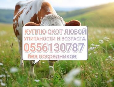 купить индюшат на птицефабрике: Куплю | Коровы, быки, Лошади, кони, Другие с/х животные | Любое состояние, Забитый, Круглосуточно