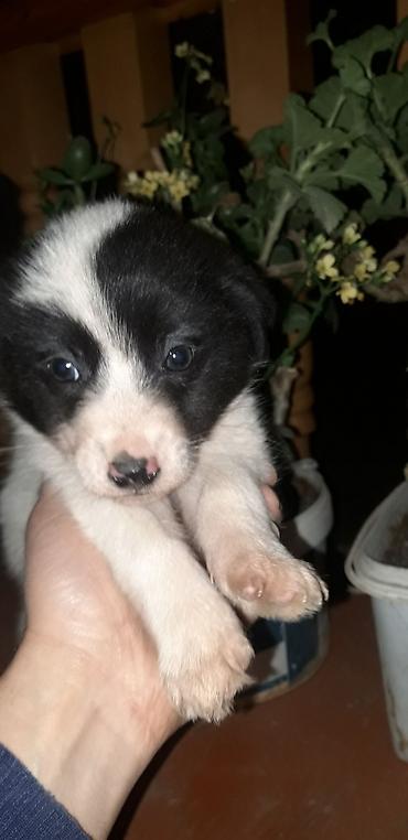 İtlər: Zvonok, 2 ay, Erkek, Peyvəndli — 6