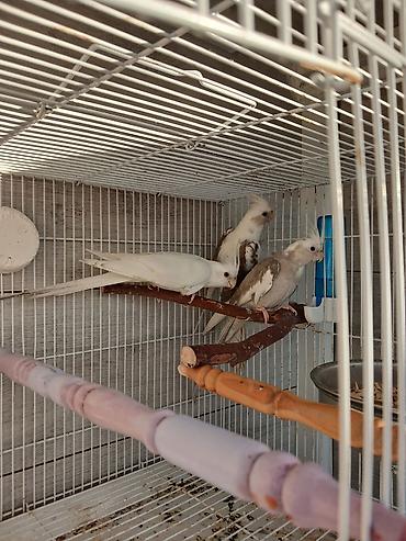 Tutuquşları: Nymph (kokatiel) quşları – müxtəlif rəng növləri - Növ: Nymph parrot — 4
