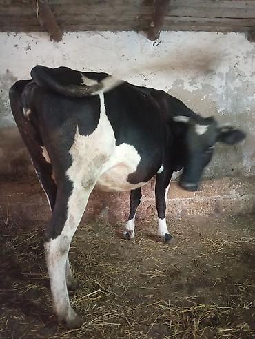 oglan it adlari: Uçuncu qarına 8 ayıq boğaz ivanovqa satılır unvan bine savxoz — 1