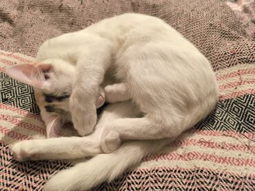 Pişiklər: Türk anqora, Dişi, Yaxşı əllərə, Ünvandan götürmə — 11