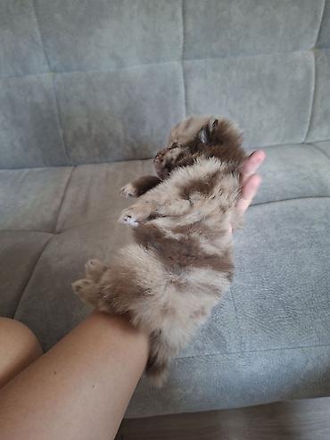 померанский шпиц бу цена: Померанский шпиц (мелкий компаньон)🐾 Щенки померанского шпица — 6