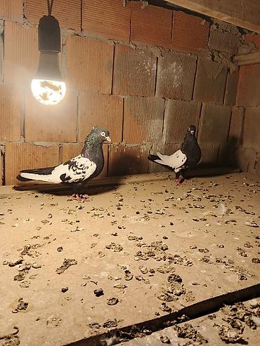 tap az quslar: Hazır cutduler qiymət ikisi aydır 60 manat — 3