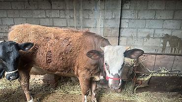 Коровы, быки: Продаю | Тёлка | Симментальская | На забой, Для разведения, Для молока | Племенные, Не стельные, Искусственник — 11