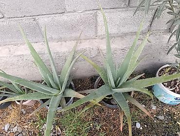 купить перлит: Алоэ вера (Aloe barbadensis) в горшках - Крупные взрослые розетки с — 6