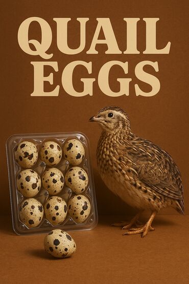 перепелиные мясо: 🥚 Перепелиные яйца — свежесть и польза каждый день! Наши перепёлки