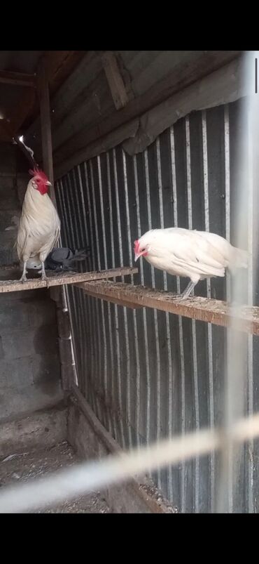карлики: ПРОДАЮ кур породы феникс белых пара курочка на яйцах сидит 5000тыс