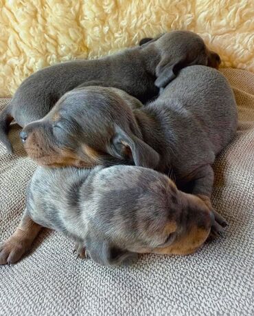 Psi: Jaze malog rasta oštenjene 23.08.2025.Uvezena genetika iz — 6