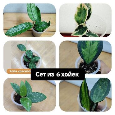 растения в горшках: Хойи укоренные сет из 6 хойек -1000 сом) хойя карноза взрослое