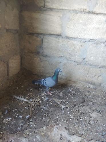 ev heyvan adlari: Biri mayadı biri erkeydi,biri 10 manat — 8