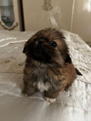 İtlər: Pekines, 1 ay, Erkek, Peyvəndli, Ünvandan götürmə