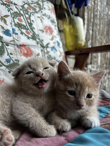 котенок скотиш: Очаровательные котята кремово-рыжего окраса с выразительными голубыми — 2